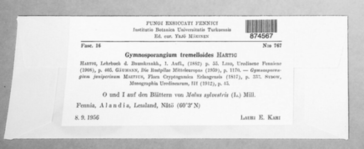 Gymnosporangium tremelloides image